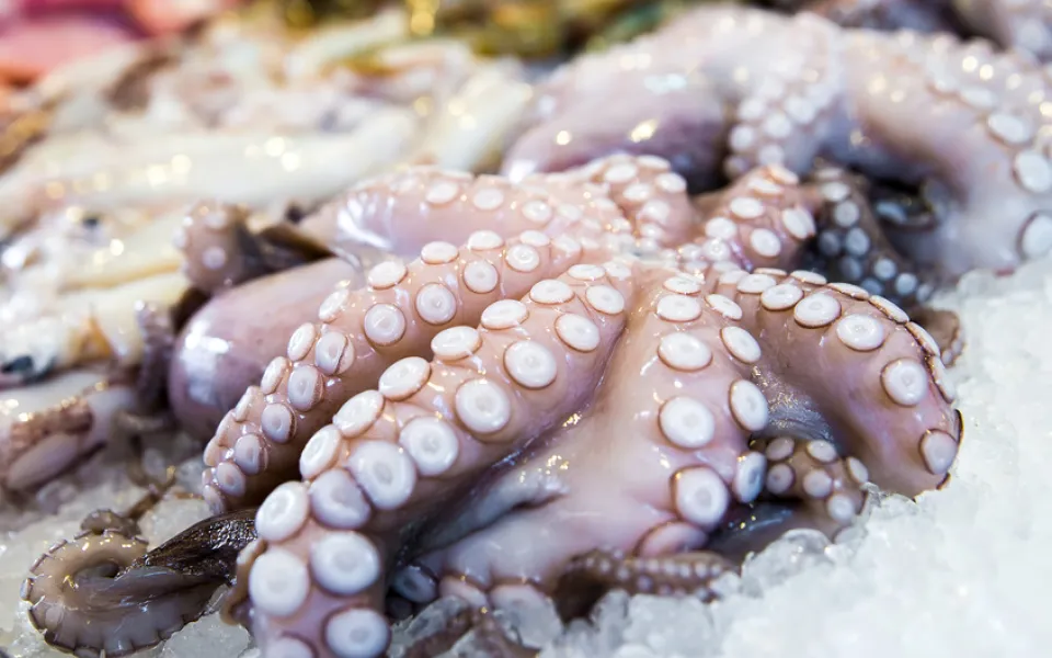 Pulpo