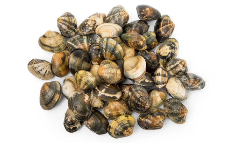 Vongole