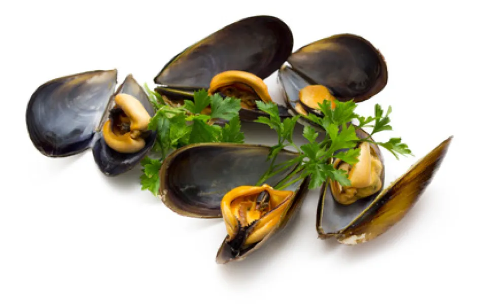 Muscheln