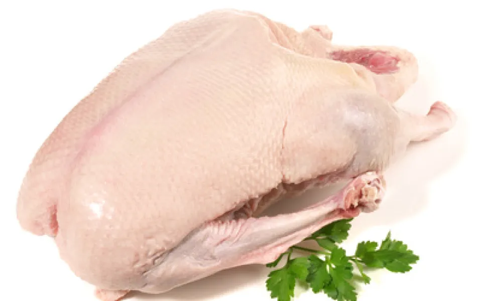 Gans