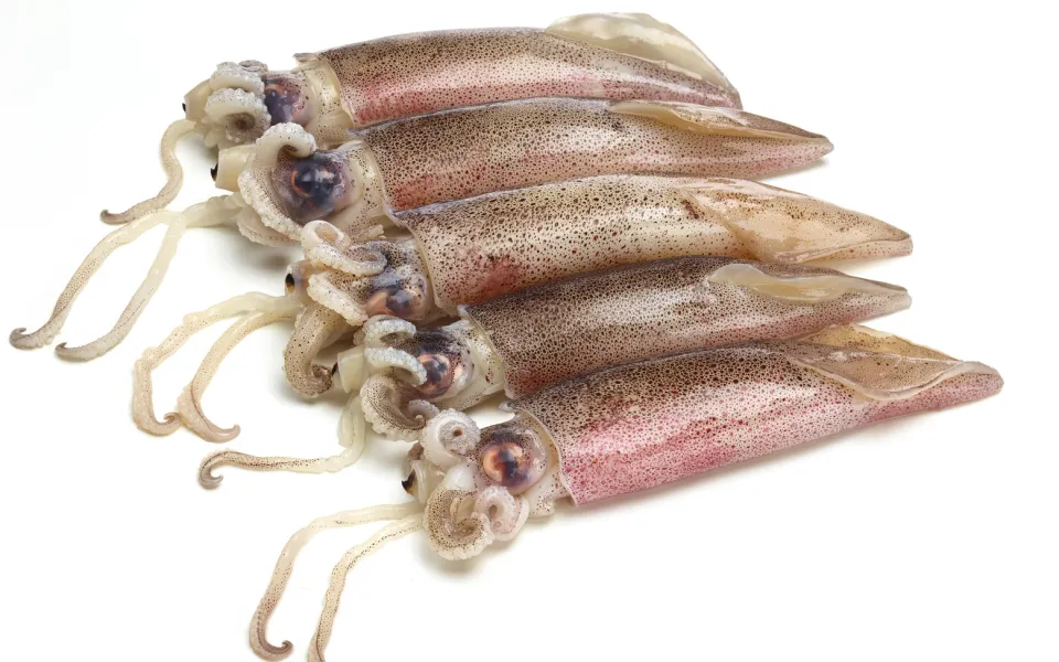 Calamaretti