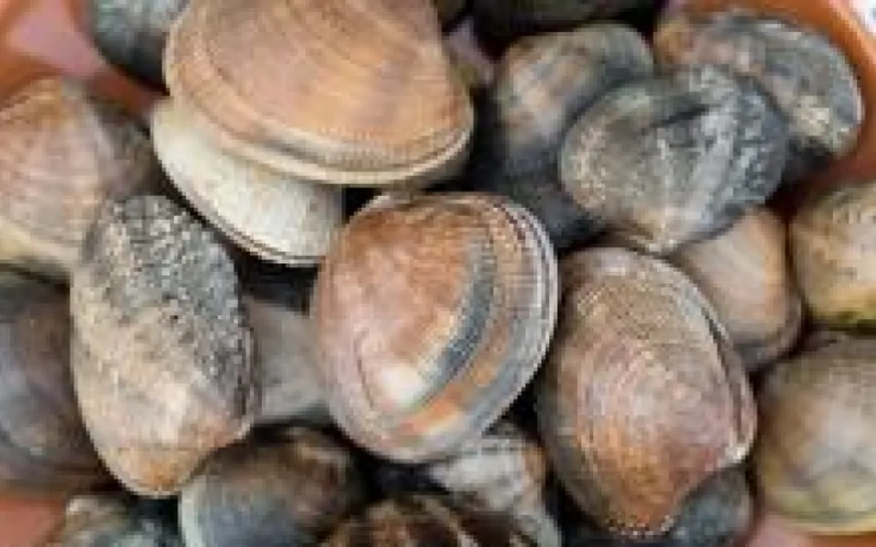 Vongole Verace
